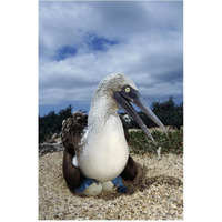 Blue-footed Booby male incubating eggs, Galapagos Islands-Paper Art-42"x62"