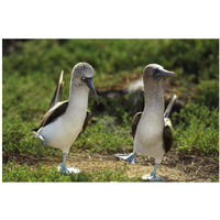 Blue-footed Booby pair in courtship dance, Galapagos Islands, Ecuador-Paper Art-20"x14"