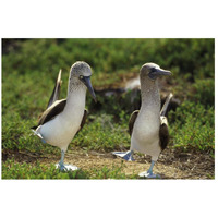 Blue-footed Booby pair in courtship dance, Galapagos Islands, Ecuador-Paper Art-26"x18"