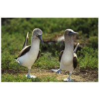 Blue-footed Booby pair in courtship dance, Galapagos Islands, Ecuador-Paper Art-32"x22"