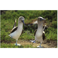 Blue-footed Booby pair in courtship dance, Galapagos Islands, Ecuador-Paper Art-50"x34"
