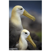 Waved Albatrosses mating, Galapagos Islands, Ecuador-Paper Art-18"x26"