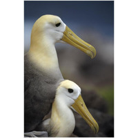 Waved Albatrosses mating, Galapagos Islands, Ecuador-Paper Art-34"x50"