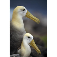 Waved Albatrosses mating, Galapagos Islands, Ecuador-Paper Art-42"x62"
