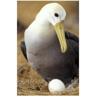 Waved Albatross incubating single egg, Galapagos Islands, Ecuador-Paper Art-18"x26"