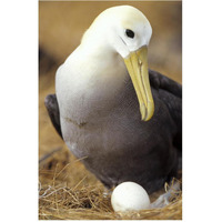 Waved Albatross incubating single egg, Galapagos Islands, Ecuador-Paper Art-42"x62"