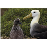 Waved Albatross guarding young chick, Galapagos Islands, Ecuador-Paper Art-20"x14"