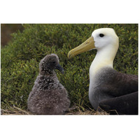 Waved Albatross guarding young chick, Galapagos Islands, Ecuador-Paper Art-50"x34"
