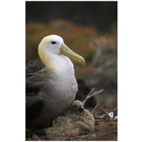 Waved Albatross guarding young chick, Galapagos Islands, Ecuador-Paper Art-22"x32"