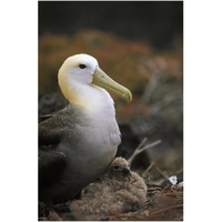 Waved Albatross guarding young chick, Galapagos Islands, Ecuador-Paper Art-26"x38"
