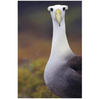 Waved Albatross adult in nesting colony, Galapagos Islands, Ecuador-Paper Art-22"x32"