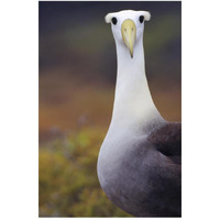 Waved Albatross adult in nesting colony, Galapagos Islands, Ecuador-Paper Art-34"x50"