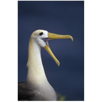 Waved Albatross courtship display, Galapagos Islands, Ecuador-Paper Art-18"x26"