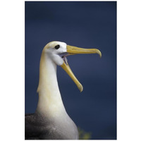 Waved Albatross courtship display, Galapagos Islands, Ecuador-Paper Art-22"x32"