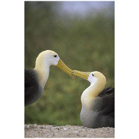 Waved Albatross pair bonding, Galapagos Islands, Ecuador-Paper Art-22"x32"