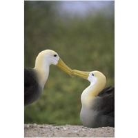 Waved Albatross pair bonding, Galapagos Islands, Ecuador-Paper Art-26"x38"