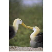 Waved Albatross pair bonding, Galapagos Islands, Ecuador-Paper Art-34"x50"