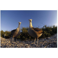 Waved Albatross pair in nesting colony, Galapagos Islands, Ecuador-Paper Art-26"x18"