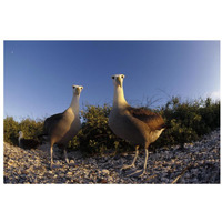 Waved Albatross pair in nesting colony, Galapagos Islands, Ecuador-Paper Art-32"x22"