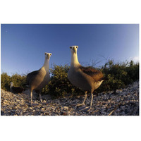 Waved Albatross pair in nesting colony, Galapagos Islands, Ecuador-Paper Art-50"x34"