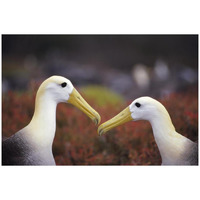 Waved Albatross courtship display, Galapagos Islands, Ecuador-Paper Art-32"x22"