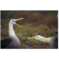 Waved Albatross courtship display sequence, Galapagos Islands, Ecuador-Paper Art-26"x18"