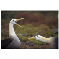 Waved Albatross courtship display sequence, Galapagos Islands, Ecuador-Paper Art-32"x22"
