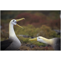 Waved Albatross courtship display sequence, Galapagos Islands, Ecuador-Paper Art-50"x34"