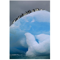 Adelie Penguin group resting on blue, Antarctica-Paper Art-18"x26"