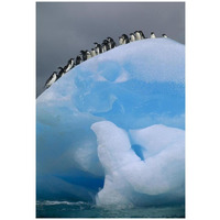 Adelie Penguin group resting on blue, Antarctica-Paper Art-22"x32"