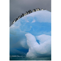 Adelie Penguin group resting on blue, Antarctica-Paper Art-42"x62"