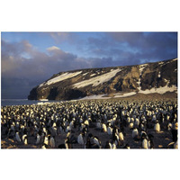 Adelie Penguin dense colony, late summer, Cape Adare,  Antarctica-Paper Art-50"x34"