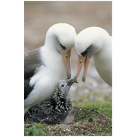 Laysan Albatross parents exchanging chick guarding duties, Midway Atoll, Hawaii-Paper Art-22"x32"