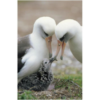 Laysan Albatross parents exchanging chick guarding duties, Midway Atoll, Hawaii-Paper Art-26"x38"