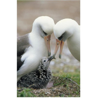 Laysan Albatross parents exchanging chick guarding duties, Midway Atoll, Hawaii-Paper Art-42"x62"