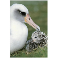 Laysan Albatross parent guarding young chick, Midway Atoll, Hawaii-Paper Art-22"x32"