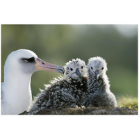 Laysan Albatross chick invading from neighboring nest, Midway Atoll, Hawaii-Paper Art-32"x22"