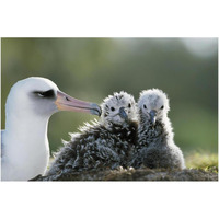 Laysan Albatross chick invading from neighboring nest, Midway Atoll, Hawaii-Paper Art-38"x26"