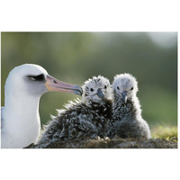 Laysan Albatross chick invading from neighboring nest, Midway Atoll, Hawaii-Paper Art-50"x34"