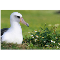 Laysan Albatross nesting among introduced weeds, Midway Atoll, Hawaii-Paper Art-20"x14"