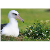 Laysan Albatross nesting among introduced weeds, Midway Atoll, Hawaii-Paper Art-38"x26"