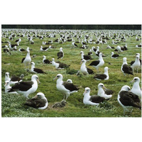 Laysan Albatross nesting colony, Midway Atoll, Hawaii-Paper Art-20"x14"