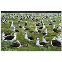 Laysan Albatross nesting colony, Midway Atoll, Hawaii-Paper Art-32"x22"