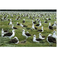 Laysan Albatross nesting colony, Midway Atoll, Hawaii-Paper Art-62"x42"