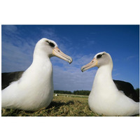 Laysan Albatross pair at colony periphery, Midway Atoll, Hawaii-Paper Art-20"x14"
