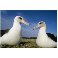 Laysan Albatross pair at colony periphery, Midway Atoll, Hawaii-Paper Art-26"x18"
