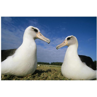 Laysan Albatross pair at colony periphery, Midway Atoll, Hawaii-Paper Art-38"x26"