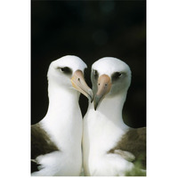 Laysan Albatross pair bonding, Midway Atoll, Hawaii-Paper Art-42"x62"