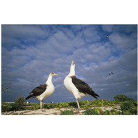 Laysan Albatross courtship dance, Midway Atoll, Hawaii-Paper Art-20"x14"