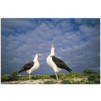 Laysan Albatross courtship dance, Midway Atoll, Hawaii-Paper Art-32"x22"